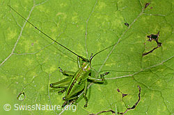Grünes Heupferd (Tettigonia viridissima) (C229708)