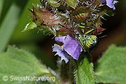 Grünschwarze Blattwespe (Tenthredo mesomela) an Gemeiner Brunelle (Prunella vulgaris) (C229731)