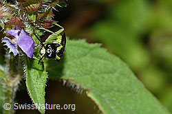 Grünschwarze Blattwespe (Tenthredo mesomela) an Gemeiner Brunelle (Prunella vulgaris) (C229732)
