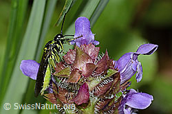 Grünschwarze Blattwespe (Tenthredo mesomela) an Gemeiner Brunelle (Prunella vulgaris) (C229735)