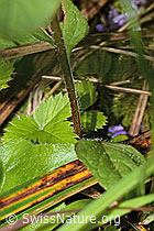 Gemeine Brunelle (Prunella vulgaris) (C229741)