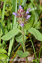 Gemeine Brunelle (Prunella vulgaris) (C229742)