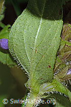 Gemeine Brunelle (Prunella vulgaris) (C229745)