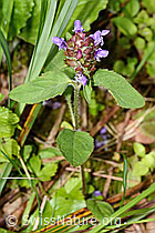 Gemeine Brunelle (Prunella vulgaris) (C229746)