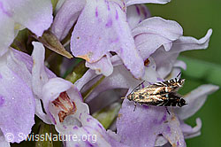 Glyphipterix simpliciella auf Fuchs