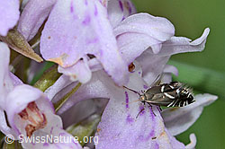 Glyphipterix simpliciella auf Fuchs