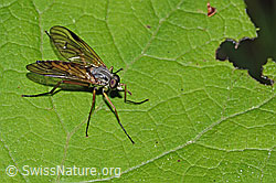 Gemeine Schnepfenfliege (Rhagio scolopaceus) (C229815)