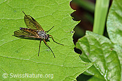Gemeine Schnepfenfliege (Rhagio scolopaceus) (C229819)