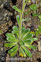 Foto: Safrangelber Steinbrech (Saxifraga mutata)