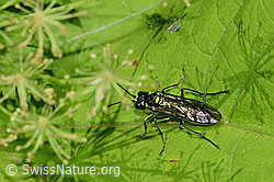 Grünschwarze Blattwespe (Tenthredo mesomela) (C229889)