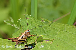 Gewöhnliche Strauchschrecke (Pholidoptera griseoaptera) (C229896)