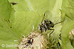 Frühe Grossstirnschwebfliege (Scaeva selenitica) auf Kohldistel (Cirsium oleraceum) (C229899)