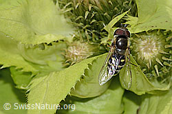 Frühe Grossstirnschwebfliege (Scaeva selenitica) auf Kohldistel (Cirsium oleraceum) (C229902)