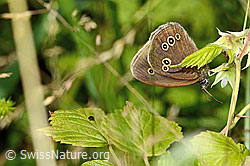 Aphantopus hyperantus (C229922)