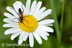 Kleiner Schmalbock (Stenurella melanura) auf Gewöhnliche Wiesen-Margerite (Leucanthemum vulgare) (C229930)