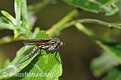 Gewürfelte Tanzfliege (Empis tesselata) (C229948)