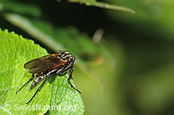 Gewürfelte Tanzfliege (Empis tesselata) (C229950)