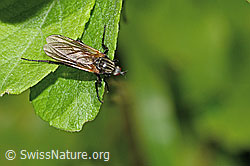 Gewürfelte Tanzfliege (Empis tesselata) (C229954)