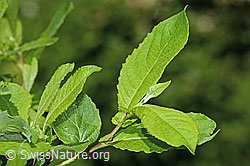 C229958: Graue-Weide (Salix cinerea)