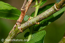 C229959: Graue-Weide (Salix cinerea)