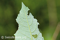 C229960: Graue-Weide (Salix cinerea)