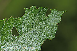 C229961: Graue-Weide (Salix cinerea)
