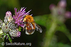 Baumhummel (Bombus hypnorum) auf Sumpf-Kratzdistel (Cirsium palustre) (C230787)