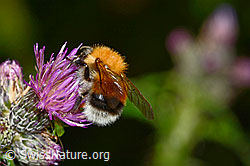 Baumhummel (Bombus hypnorum)<br/>Sumpf-Kratzdistel (Cirsium palustre)