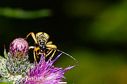 Gefleckter Schmalbock (Rutpela maculata) auf Sumpf-Kratzdistel (Cirsium palustre) (C230790)