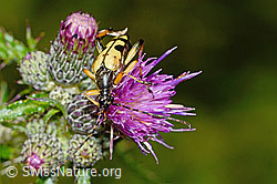 Gefleckter Schmalbock (Rutpela maculata) auf Sumpf-Kratzdistel (Cirsium palustre) (C230791)