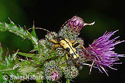 Sumpf-Kratzdistel (Cirsium palustre)