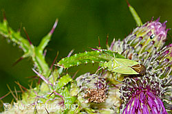 Grüne Distelwanze (Calocoris affinis) auf Sumpf-Kratzdistel (Cirsium palustre) (C230800)