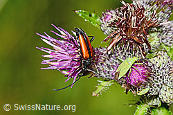Kleiner Schmalbock (Stenurella melanura) auf Sumpf-Kratzdistel (Cirsium palustre) (C230808)