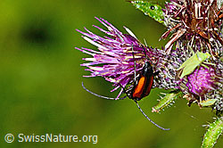 Kleiner Schmalbock (Stenurella melanura) auf Sumpf-Kratzdistel (Cirsium palustre) (C230810)