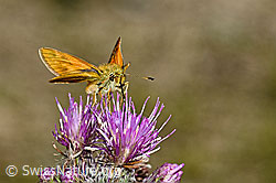 Rostfarbiger Dickkopffalter (Ochlodes sylvanus) auf Sumpf-Kratzdistel (Cirsium palustre) (C230814)