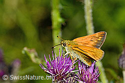 Rostfarbiger Dickkopffalter (Ochlodes sylvanus) auf Sumpf-Kratzdistel (Cirsium palustre) (C230816)