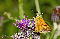 Rostfarbiger Dickkopffalter (Ochlodes sylvanus) auf Sumpf-Kratzdistel (Cirsium palustre) (C230817)