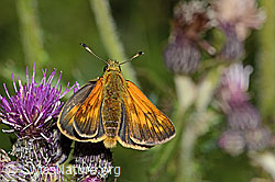 Rostfarbener Dickkopffalter (Ochlodes venatus)