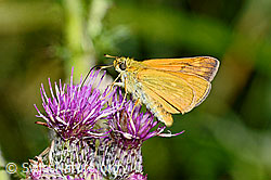 Rostfarbiger Dickkopffalter (Ochlodes sylvanus) auf Sumpf-Kratzdistel (Cirsium palustre) (C230822)