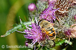 Mistbiene (Eristalis tenax) auf Sumpf-Kratzdistel (Cirsium palustre) (C230825)