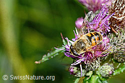 Mistbiene (Eristalis tenax) auf Sumpf-Kratzdistel (Cirsium palustre) (C230826)
