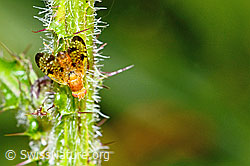 Xyphosia miliaria (Bohrfliege) auf Sumpf-Kratzdistel (Cirsium palustre) (C230858)
