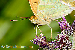 Kaisermantel (Argynnis paphia) auf Sumpf-Kratzdistel (Cirsium palustre) (C230859)
