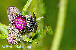 Graue Fleischfliege (Sarcophaga carnaria) auf Sumpf-Kratzdistel (Cirsium palustre) (C230861)