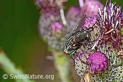 Graue Fleischfliege (Sarcophaga carnaria) auf Sumpf-Kratzdistel (Cirsium palustre) (C230862)