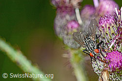 Graue Fleischfliege (Sarcophaga carnaria) auf Sumpf-Kratzdistel (Cirsium palustre) (C230863)