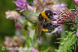 Dunkle Erdhummel (Bombus terrestris)<br/>Sumpf-Kratzdistel (Cirsium palustre)