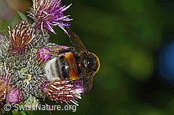 Dunkle Erdhummel (Bombus terrestris) an Sumpf-Kratzdistel (Cirsium palustre) (C230881)