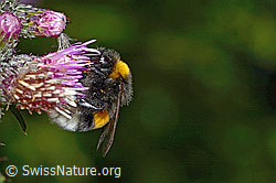 Dunkle Erdhummel (Bombus terrestris) an Sumpf-Kratzdistel (Cirsium palustre) (C230883)