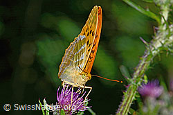 Kaisermantel (Argynnis paphia) auf Sumpf-Kratzdistel (Cirsium palustre) (C230892)